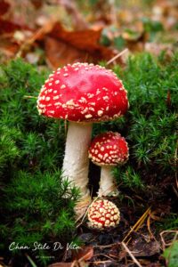 Herfst in Nederland