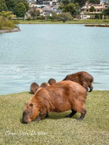 Wat te doen in Curitiba